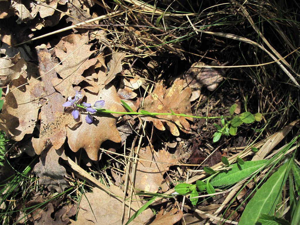 Polygala calcarea